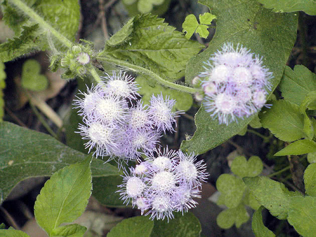 Flossflower / Ageratum houstonianum