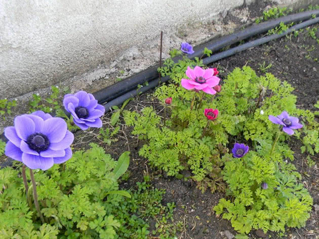 Anemone on the flowerbed
