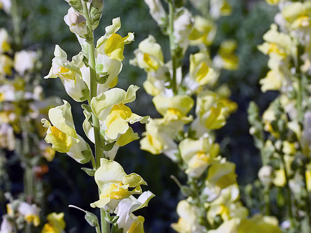 Flowers of the Snapdragon