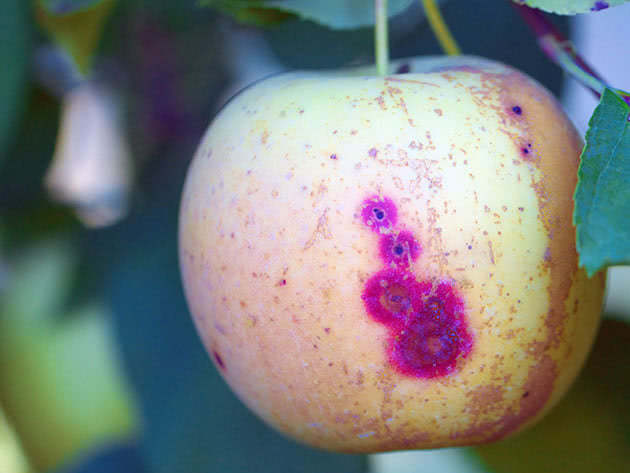 Плями на плодах яблуні