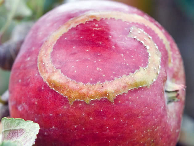 Вредители яблони и борьба с ними