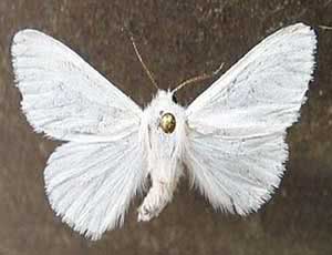 Фото білого американського метелика 2