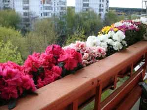 Фото квітів на балконі