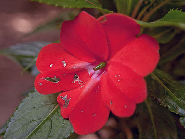 Цветок бальзамина