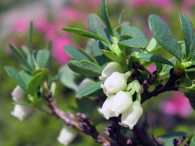 Blooming of blueberry in garden