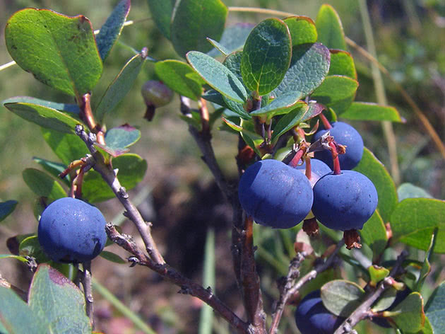 Ripe blueberry berries on the bush