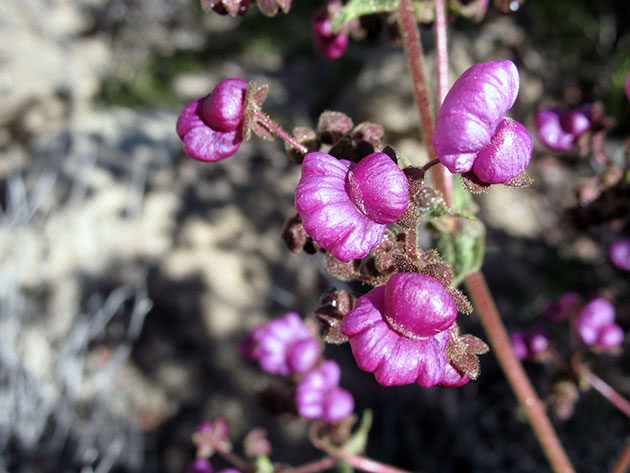 Кальцеолярия пурпурная / Calceolaria purpurea