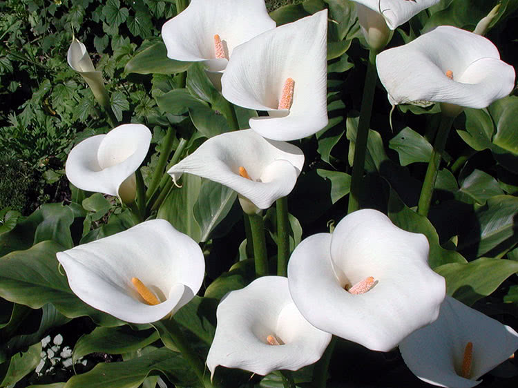 Arum lily (Calla aethiopica)