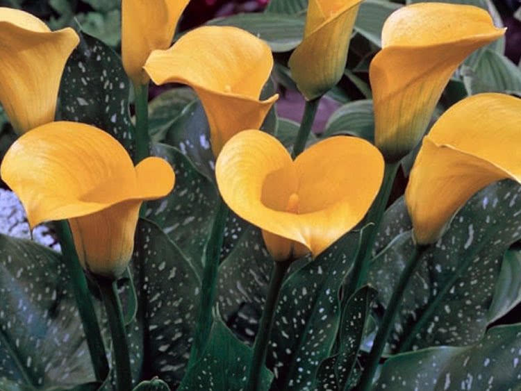 Golden calla lily (Calla elliottiana)