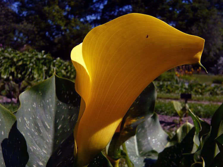 Golden calla lily (Calla elliottiana)