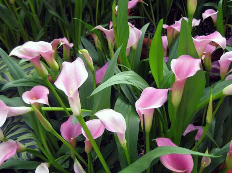 Pink arum lily (Calla rehmannii)