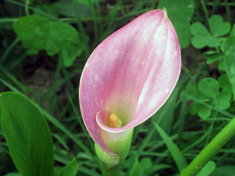 Pink arum lily (Calla rehmannii)