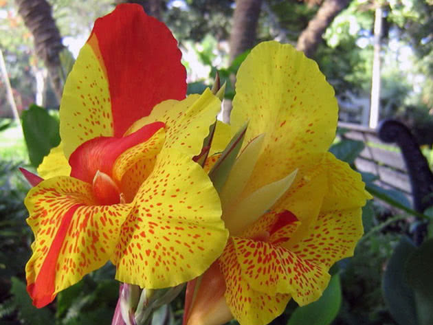 Orchid-like cannas