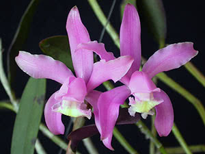 Орхидея каттлея Керри
