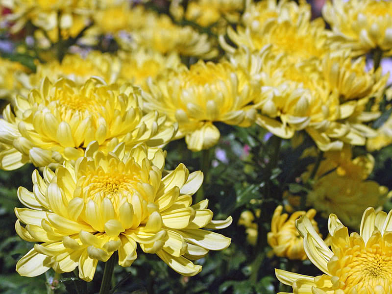 Chrysanthemum Zembla Yellow