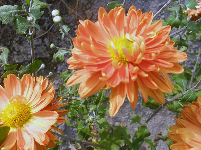 Chrysanthemum Orange