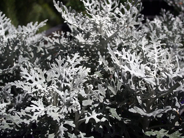 Silver ragwort (cineraria maritima)