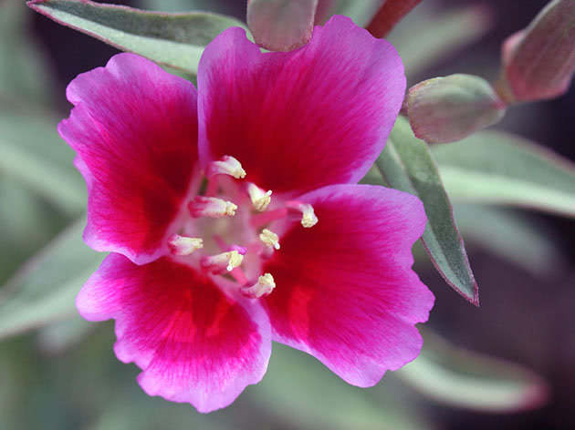 Квітка кларкії