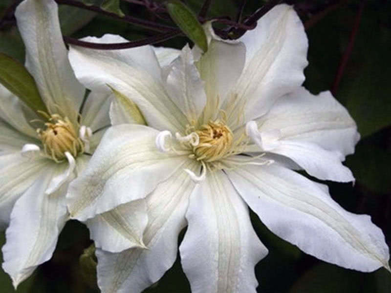 Клематис цветистый (Флорида) Жанна д’Арк