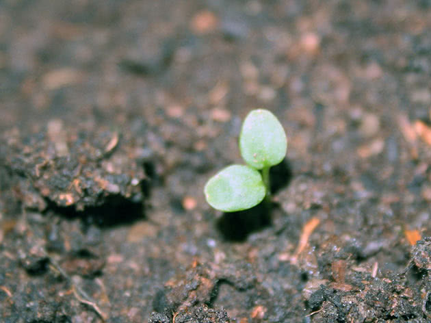 Clematis seedlings