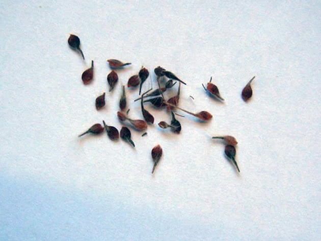 Clematis seeds