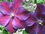 Clematis of Jackmanii group Star of India