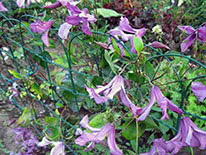 Solitary clematis (clematis integrifolia) Memory of the Heart