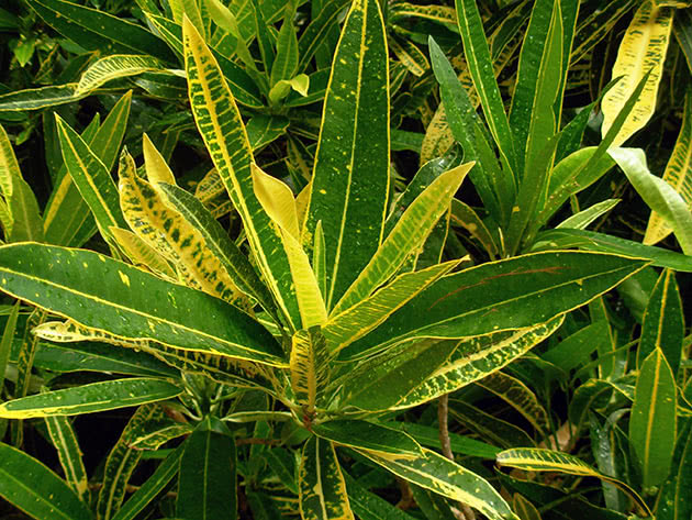 Variegated croton (variegatum)