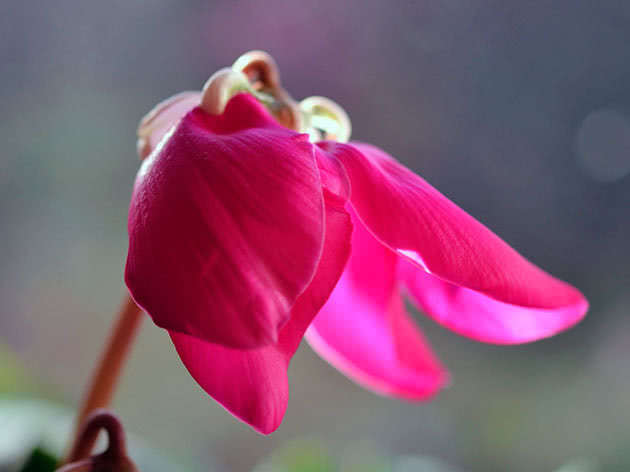 Квітка цикламена