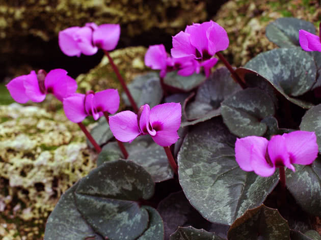 Cyclamen European or Alpine violet