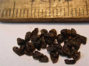 Delphinium seeds