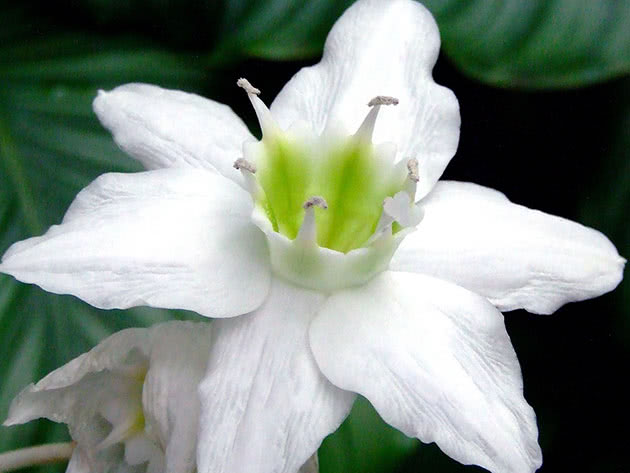 Эухарис крупноцветковый / Eucharis grandiflora
