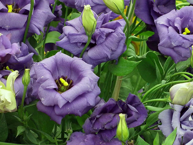 Purple eustoma