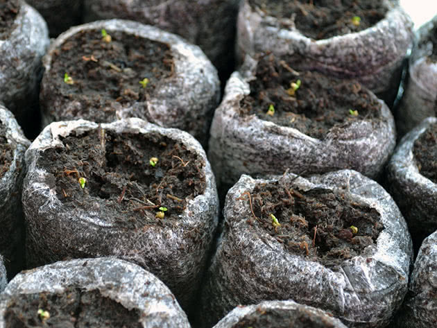 Planting of eustoma for seedlings