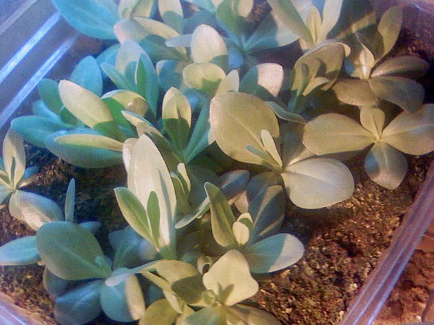 Eustoma seedlings