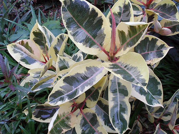 Каучуконосный фикус с пестрыми листьями