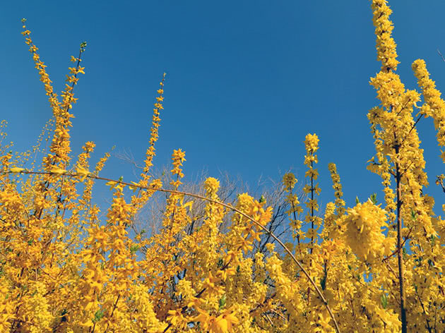 The branches of forsythia