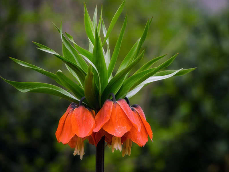 Crown imperial, or imperial fritillary