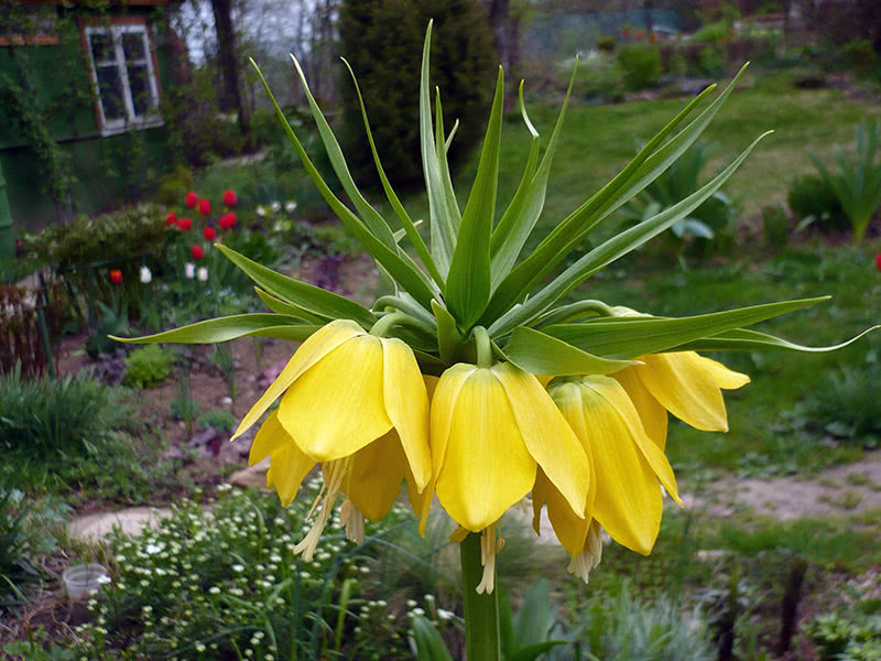 Crown imperial, or imperial fritillary