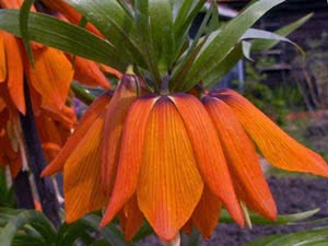 Фрітілярія – історія квітки