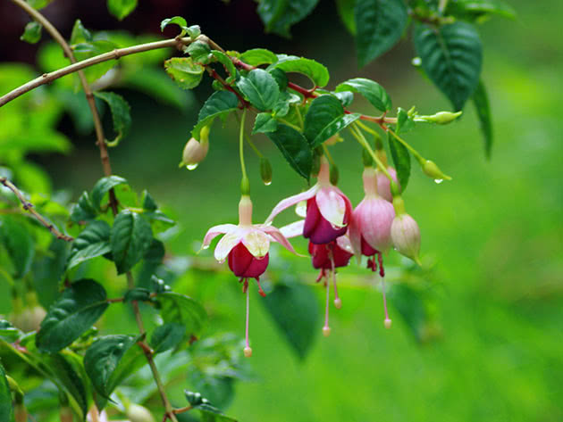 Рожеві квітки фуксії на гілці