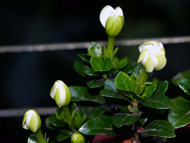 Gardenia buds