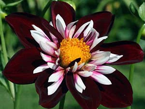 anemone-flowered dahlia