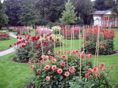 Blooming dahlias on flower beds