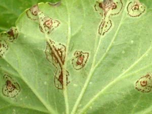 Хвороба листя герані