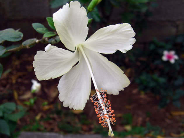 Белый цветок гибискус
