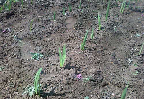 Proper planting of gladiolus