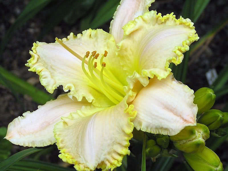 Daylily Ode to Faith