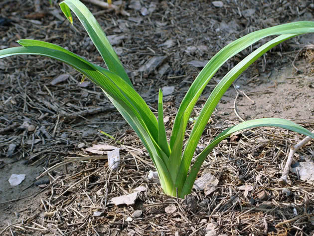 How to plant daylilies