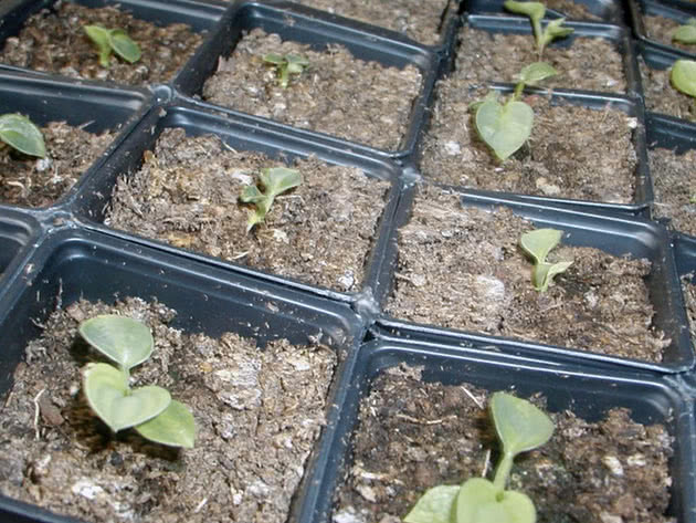 Seedlings of hosta